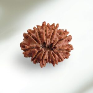12-Mukhi-Rudraksha-Large-1