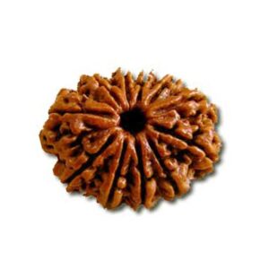 13-mukhi-rudraksha-850x850