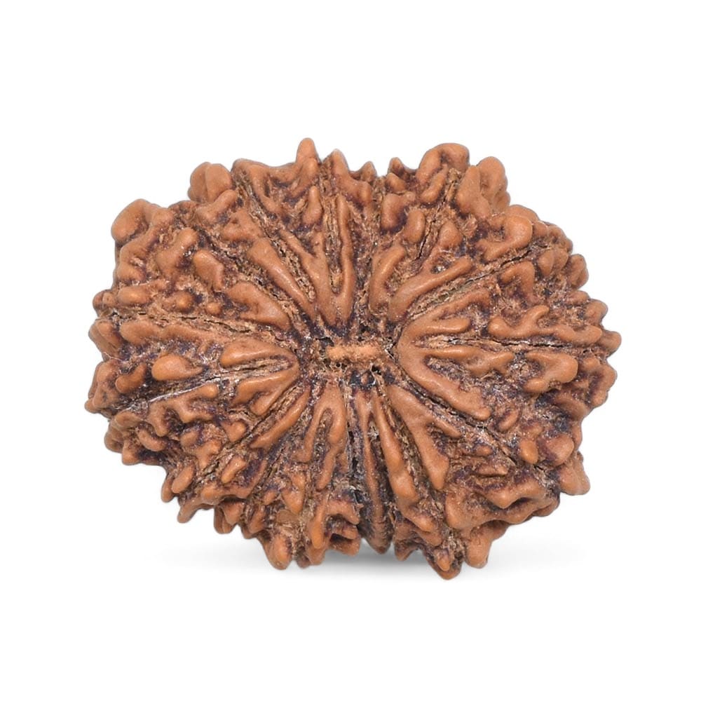 16 Mukhi Rudraksh Nepali medium