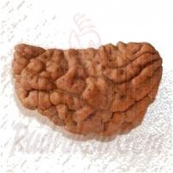 1 Mukhi Rudraksh Medium