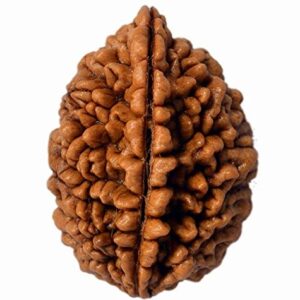 2 mukhi