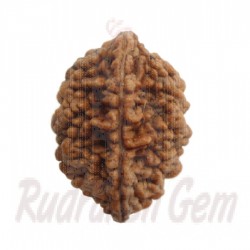 2 Mukhi Rudraksh Indian Small