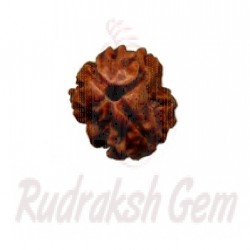 2 Mukhi Rudraksh Nepali Small
