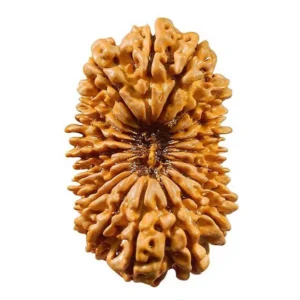 20_mukhi_rudraksha_nepal_product_image_663