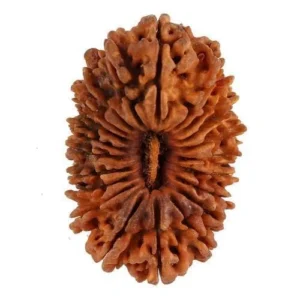 21-mukhi-rudraksha-500x500