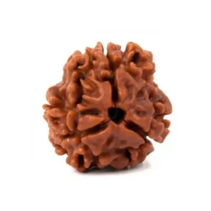 3-mukhi-rudraksha-new-size