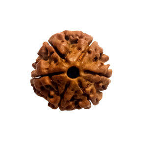 6-Mukhi-Rudraksha