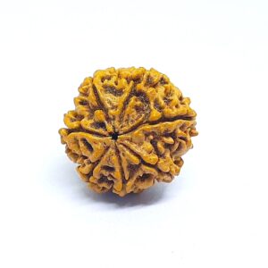 7-mukhi-rudraksha-original-certified-SDL988066498-2-13f72