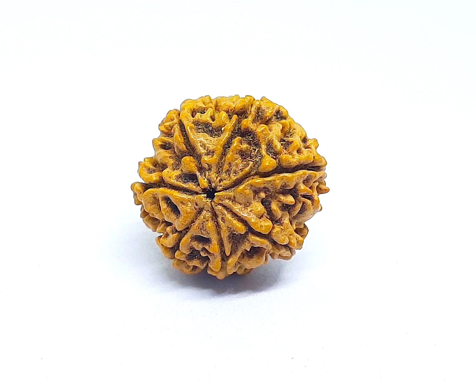 7 Mukhi Rudraksh Nepali small