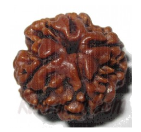 4 Mukhi Rudraksh Nepali
