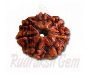 7 Mukhi Rudraksh Nepali Medium