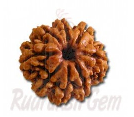 8 Mukhi Rudraksh Nepali small