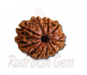 9 Mukhi Rudraksh Nepali small