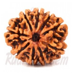 9 Mukhi Rudraksh Nepali Medium