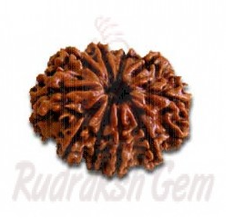 10 Mukhi Rudraksh Nepali Medium