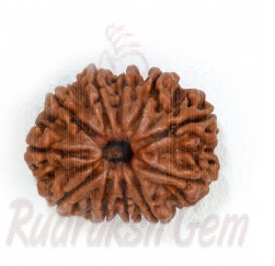 11 Mukhi Rudraksh Nepali small