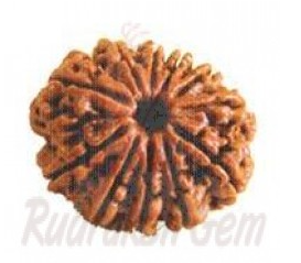 11 Mukhi Rudraksh Nepali Medium