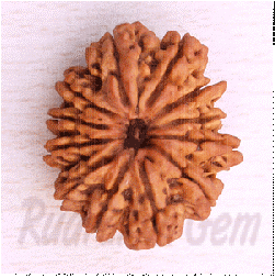 12 Mukhi Rudraksh Nepali small