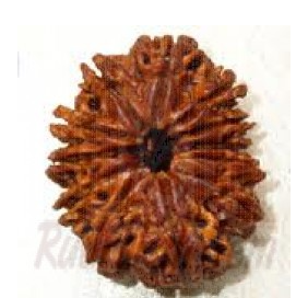 12 Mukhi Rudraksh Nepali Medium