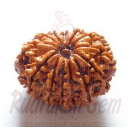 13 Mukhi Rudraksh Nepali small