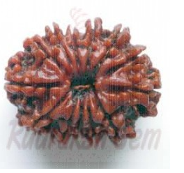 13 Mukhi Rudraksh Nepali medium