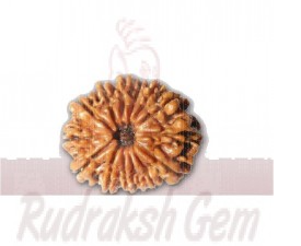 14 Mukhi Rudraksh Nepali small
