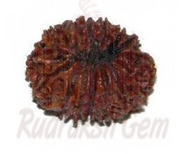 15 Mukhi Rudraksh Nepali medium