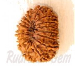 16 Mukhi Rudraksh Nepali small