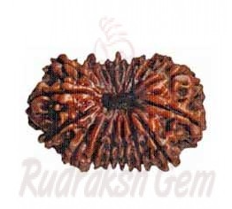 17 Mukhi Rudraksh Nepali small
