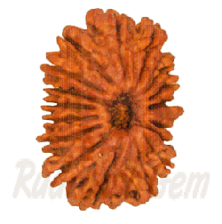 17 Mukhi Rudraksh Nepali medium
