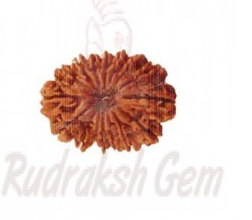 18 Mukhi Rudraksh Nepali small