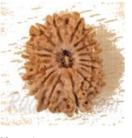 18 Mukhi Rudraksh Nepali medium