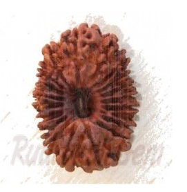 19 Mukhi Rudraksh Nepali collector-1