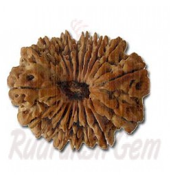 19 Mukhi Rudraksh Nepali collector-2