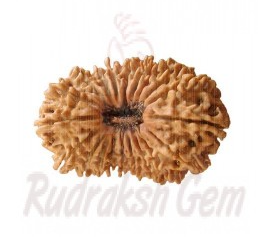 20 Mukhi Rudraksh Nepali collector-1