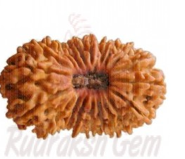 21 Mukhi Rudraksh Nepali collector-2