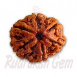 6 Mukhi Rudraksh Premium