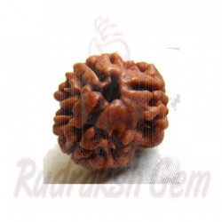 3 Mukhi Rudraksh Indian