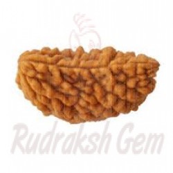 1 Mukhi Rudraksh Small