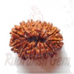 15 Mukhi Rudraksh Nepali small