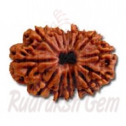 14 Mukhi Rudraksh Nepali medium